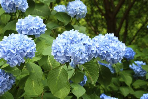 Blue Hydrangeas Daltons