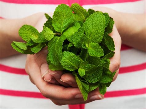 How To Harvest Mint Without Killing The Plant