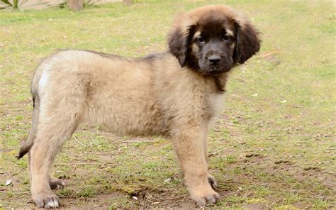 Some Facts About Leonberger Dog And Puppies Pets Nurturing