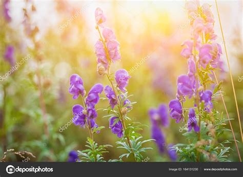 Purple Mountain Flowers Stock Photo By ©everyonensk 164131230