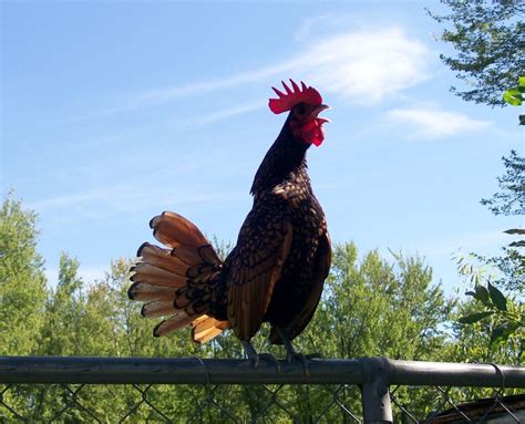 Maybe you would like to learn more about one of these? Murray McMurray Hatchery - Photo Gallery Detail