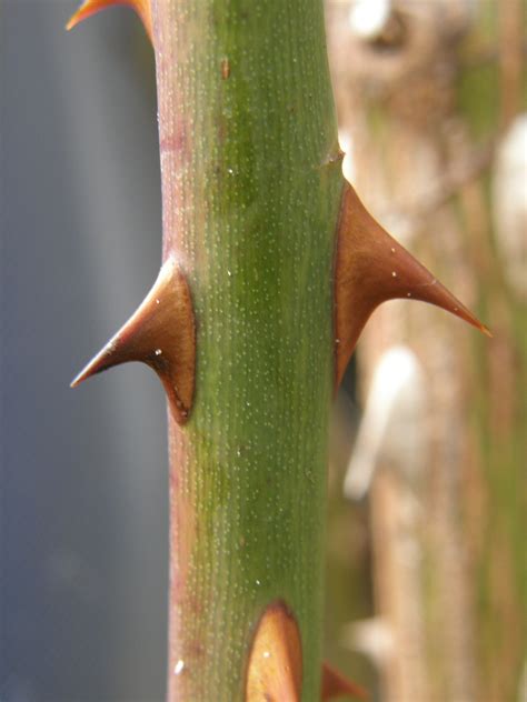 However, in all the reading and lectures on plants, thegardenlad y has never heard that rose thorns in knock out roses or any other roses are poisonous. Slika:Rose-thorns.JPG - Wikipedija, prosta enciklopedija