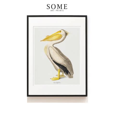 Vintage Audubon American Pelican Bird Print Giclee Art Etsy