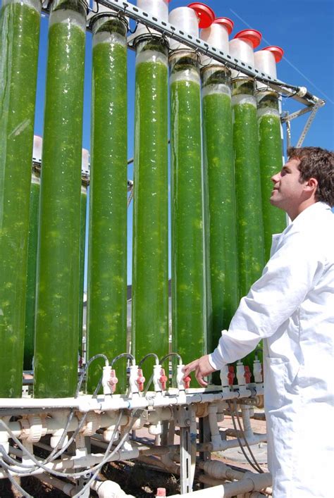 Algae Promises Biofuel Solutions Energy Projects Alternative Energy