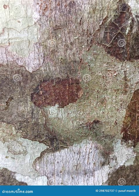 The Back Of The Most Unique Tree Bark Stock Image Image Of Trunk