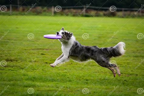 Border Collie Running And Catching Frisbee In Jump Stock Photo Image