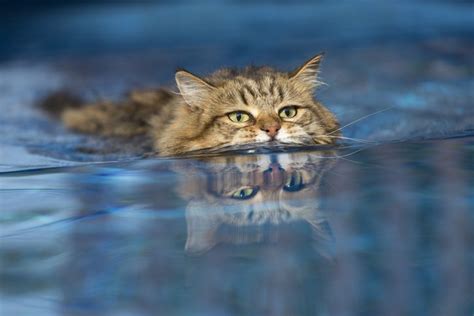 Do Cats Like Water Lupon Gov Ph