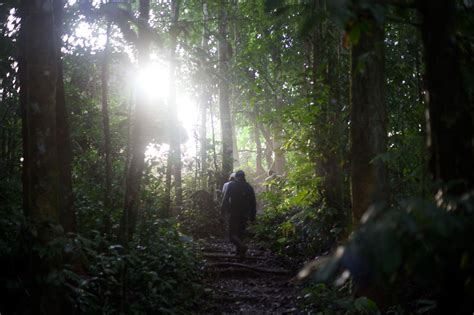 Travel In The Amazon Rainforest Gondwana Ecotours
