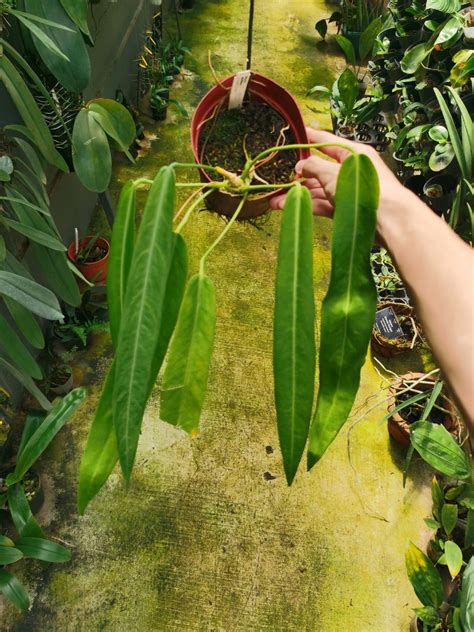 Anthurium Pallidiflorum Furniture Home Living Gardening Plants Seeds On Carousell