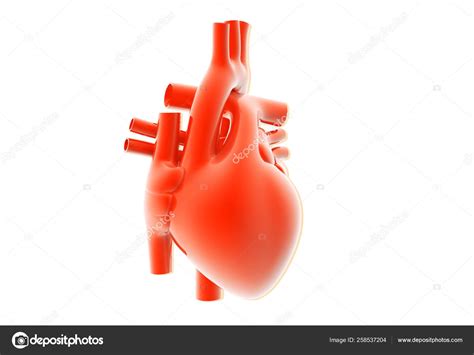 Digital Illustration Human Heart Colour Background Stock Photo By
