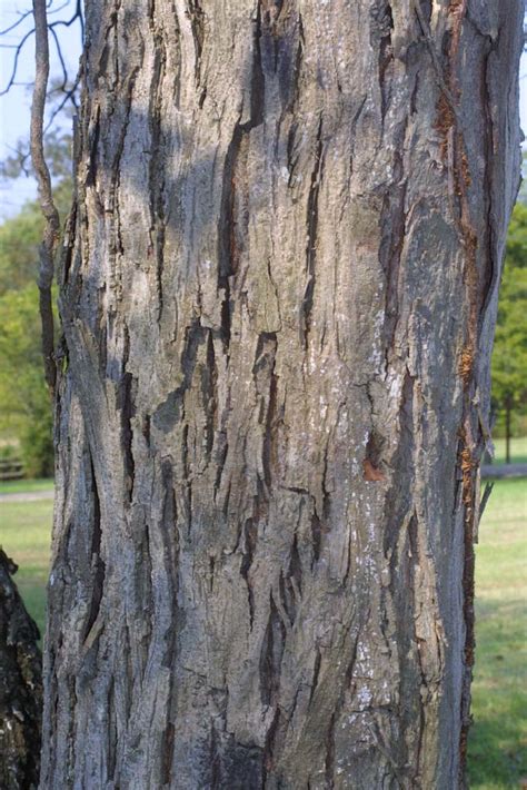 Carya Carolinae Septentrionalis Juglandaceae Bark Of A Large Tree