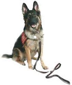 The german shepherd dog has an outline of smooth curves on a longer than tall body that's strong, agile, substantial, and an exceptionally outreaching and elastic gait, covering the ground in great strides. Service Dog Program - Huntley's German Shepherds