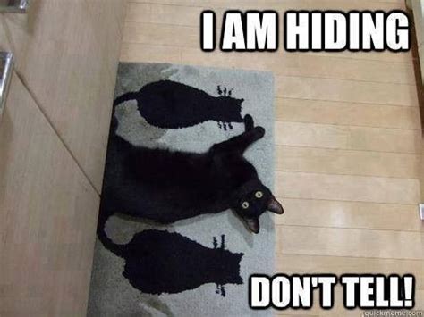I Am Hiding Funny Animals With Captions Funny Animals Cats