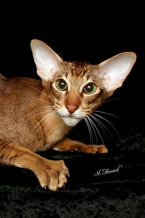It's not a specific breed but rather a classification of any domestic cat with distinctive. Banjo, he is a cinnamon tabby Oriental shorthair from our ...