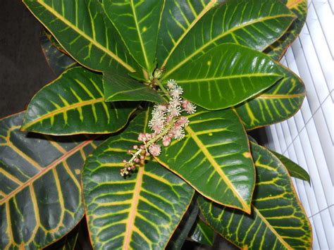 My Weekly Wisdom Column: The Zebra Plant (Not)