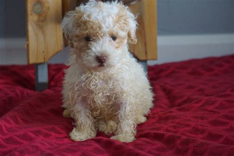 Miniature Poodle For Sale Sugarcreek, OH Female- Buttercup – AC Puppies LLC