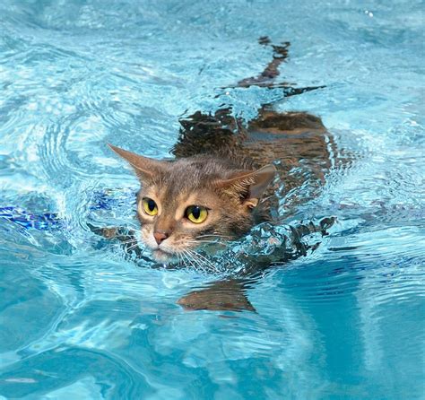 A Catswimming Aww