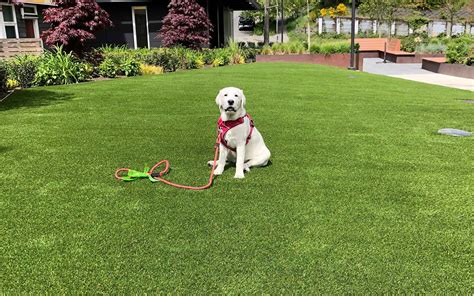 Artificial Grass For Dogs Pet Turf Installation In Seattle