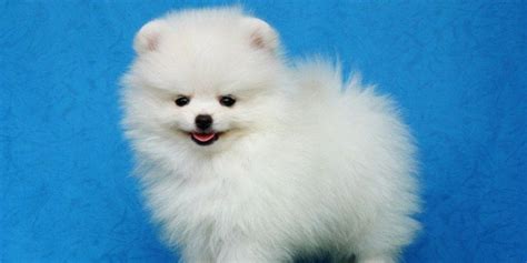 20 Cool Facts You Didnt Know About Pomeranians Pomeranian Breed