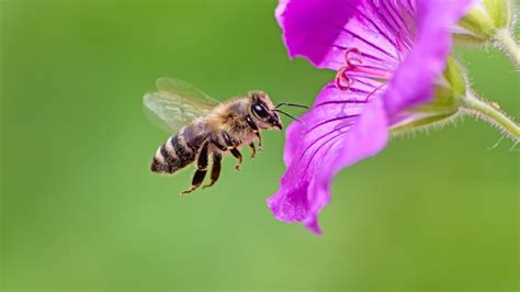 A Bee C Scientists Translate Honeybee Queen Duets Bbc News