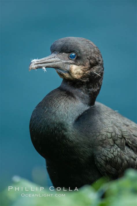 La Jolla Birds Natural History Photography Blog