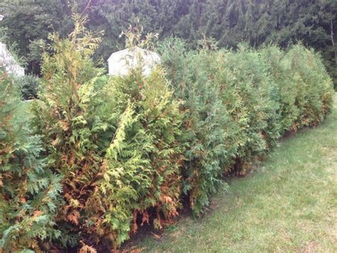 * all pictures are of fully. Arborvitae Turning Brown - The Home Garden