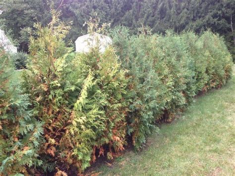 See more ideas about emerald green arborvitae, arborvitae, match schedule. Arborvitae Turning Brown - The Home Garden