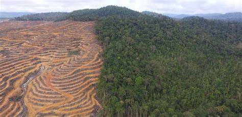Hampir Gundul Nasib Hutan Kinipan Di Kalimantan Semakin Menyedihkan