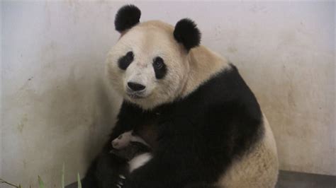 Giant Pandas No Longer Endangered World News Sky News