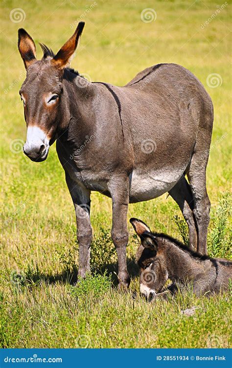Mother And Baby Donkey Stock Photo Image Of State Mother 28551934