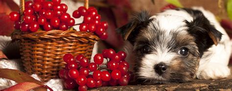 So to answer the original question, can people eat pet food in an emergency? Can Dogs Eat Cranberries and Dried Cranberries? - Wag!