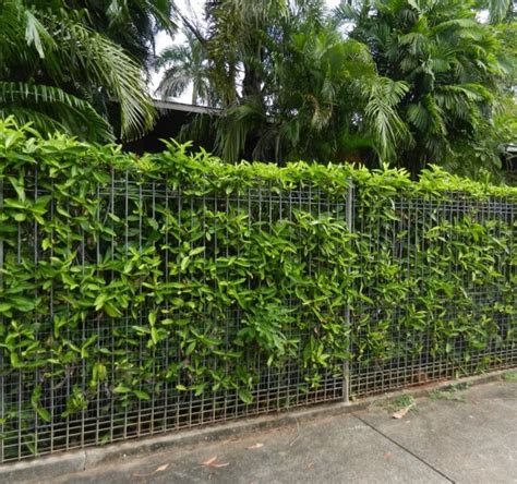 The following plants can make wonderful living fences. Choosing plants for tropical hedges - GardenDrum