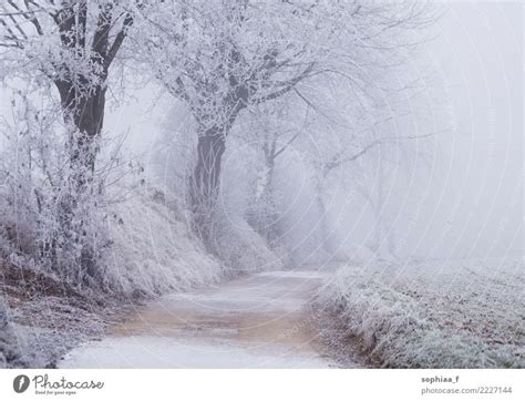 Frozen Path With Trees Foggy Winter Wonderland A Royalty Free Stock