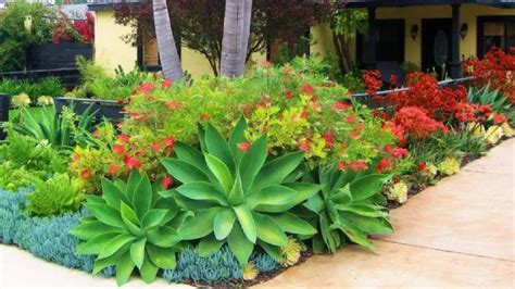 Bunga ini berwarna kuning terang dan selalu menghadap matahari, sehingga kemudian dinamai bunga matahari atau sunflower. Tanaman Hias Depan Rumah Bunga Matahari, Tanaman Adenium ...