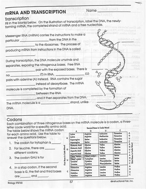 This worksheet covers all aspects of transcription and translation. trefzclasses / GENETICS
