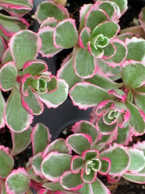 Check spelling or type a new query. Tricolor has small scalloped 3-colored, green, creamy ...
