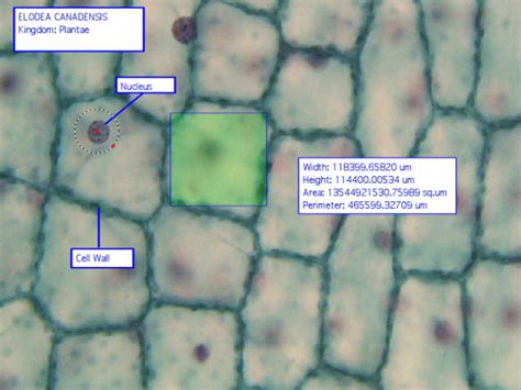 Kingdom Plantae Cells