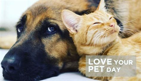 Love your pet day is a chance to give love and attention to any pet in the house, such as a dog, cat, and guinea pig. #NationalLoveYourPetDay Proverbs 12:10; "A righteous man ...