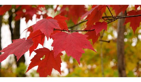 Is there any rule on their usage? Trees That are Highly Toxic to Horses | October 2016 ...