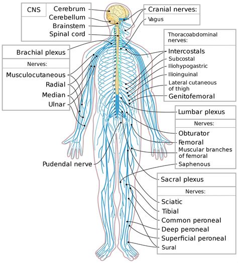 Peripheral Nervous System Parts Divisions And Peripheral Nervous System
