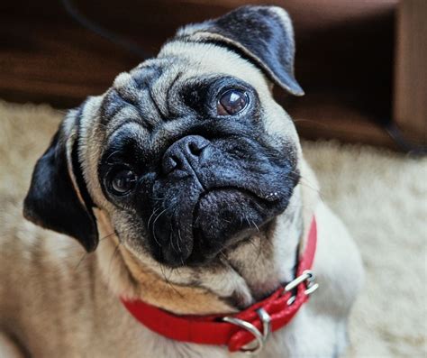 A Guide To The Pug Nose What Owners Need To Know Vlrengbr