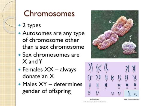 2 Y Chromosome What Is Xyy Syndrome Symptoms Causes Diagnosis