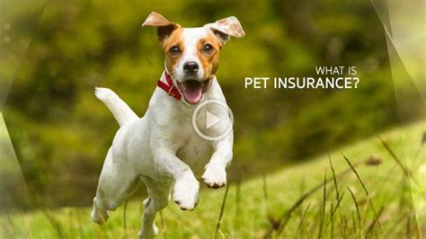 Typically, pet insurance requires that you pay for the services at the time your receive them and virginia veterinary centers has partnered with the richmond animal care & control to provide. What is Pet Insurance | Companion Animal Clinic
