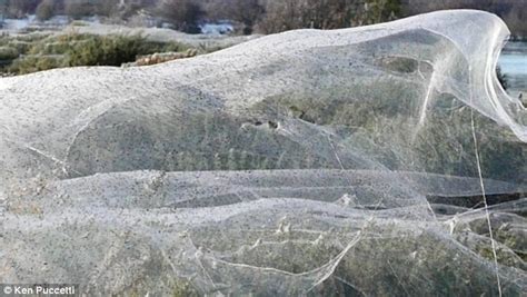 Check spelling or type a new query. Spiders in Tasmania flee flooding and create massive web ...