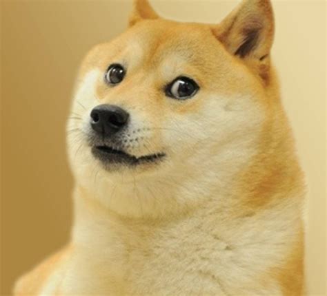 Doge Dog Meme Pictures To Pin On Pinterest Pinsdaddy