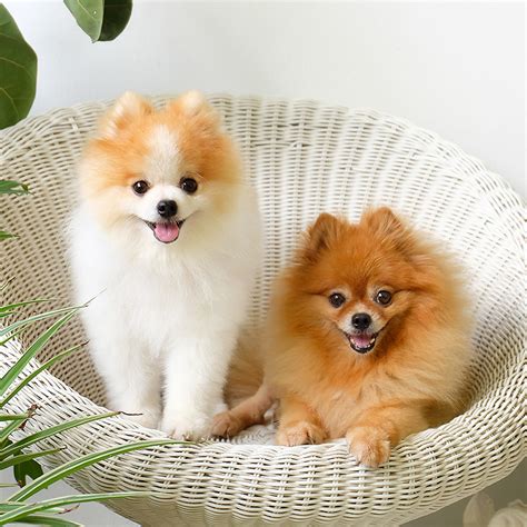 Pomeranian puppies for adoption for xmas pomeranian puppies they are lovely and will be coming along side all necessary papers contact us usin… Pomeranian Puppies For Sale | Available in Phoenix ...