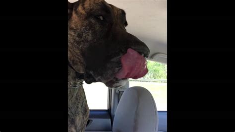 Slo Mo Great Dane Sadie Panting And Slobbering On Car Ride Youtube