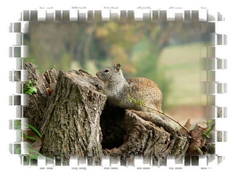 48 Screensavers And Wallpaper Squirrels