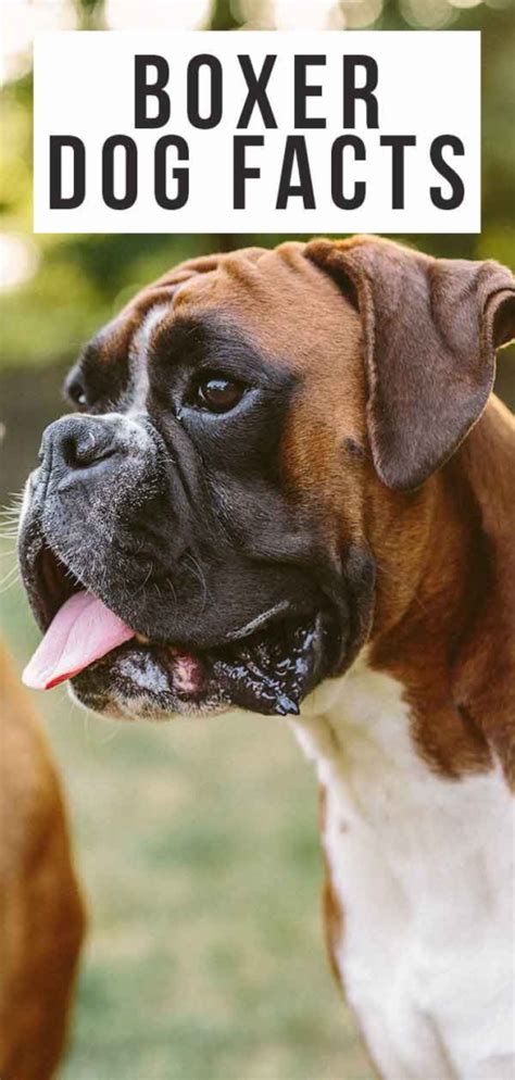Boxer Dog Breed Information Guide Pets Lover Hub