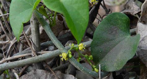 Medicinal Use Of Giloyguduchi Or Tinospora Cordifolia Bimbima